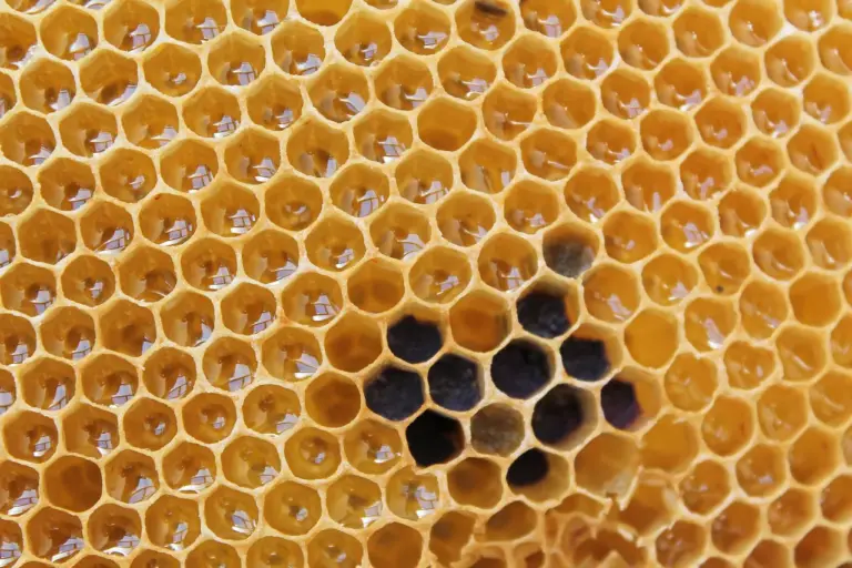 Ist Honig gefährlich für meinen Säugling?